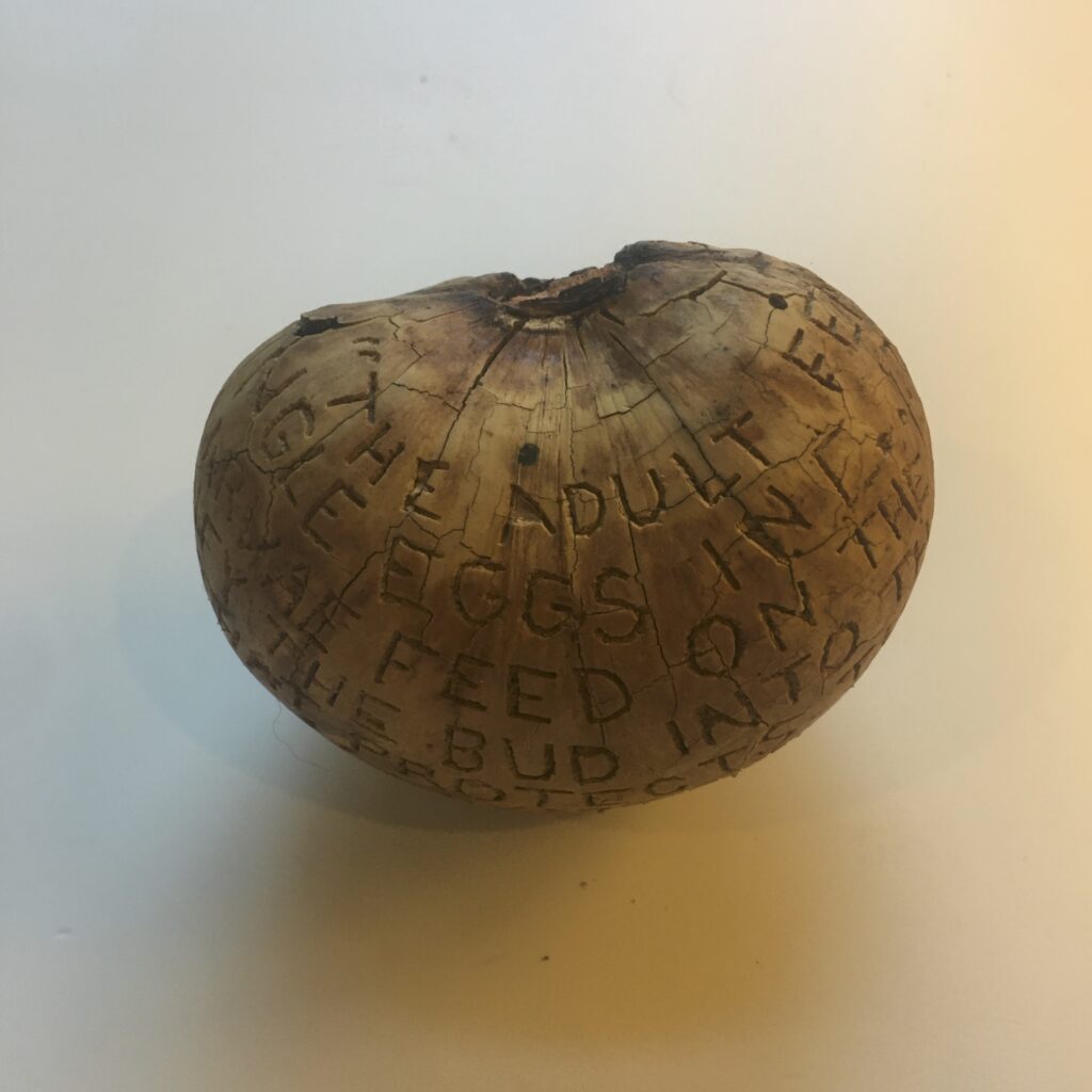 Text reads: “The adult female wasp lays 
single eggs in […] leaf buds. 
The wasp larvae feed on the gall tissue…
Which modify the oak bud into the gall, 
a structure that protects the developing larvae.” Wikipedia