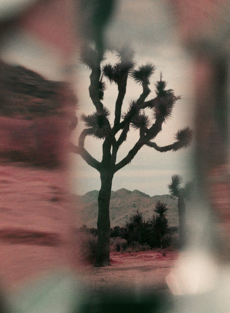 Photograph of a Joshua Tree, partially abstracted and fragmented with the use of a prism filter.